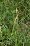 Pale sedge